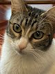 Negocio Albaitari-klinika / Clínica Veterinaria Zizur