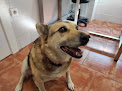 Negocio Aller Clinica Veterinaria