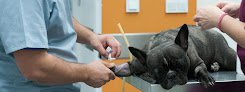 Negocio Anicura Aitana Hospital Veterinario