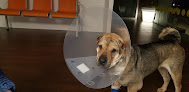 Anicura Buenavista Hospital Veterinario