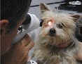 Negocio Anicura Canis I Felis Hospital Veterinario