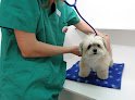 Negocio Anicura San Vicente Hospital Veterinario