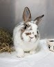 Negocio Animales ExÓticos 24h - Veterinarios Especialistas