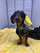 Balmes Hospital Veterinari
