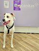 Negocio Canitas Veterinaria Valencia - Cc Gran Turia