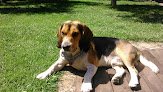Negocio Centro Veterinaria Dejando Huella