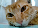 Centro Veterinario Darwin