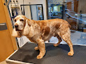 Centro Veterinario I+vet