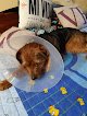 Negocio Centro Veterinario Montrove