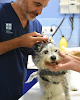 Negocio Clínica Valencia Veterinaris - Barcelona