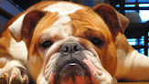 Negocio Clínica Veterinaria Albéitar