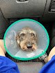 Negocio Clínica Veterinaria Alcúdia | Mivet