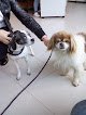 Negocio Clínica Veterinaria Argüelles