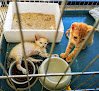 Negocio Clínica Veterinaria Calahorra