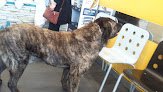Negocio Clínica Veterinaria Cameros