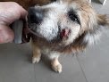 Negocio Clinica Veterinaria Campos