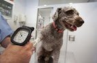 Negocio Clínica Veterinaria Cas Catalá