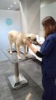 Negocio Clínica Veterinaria Covadonga