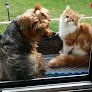 Negocio Clínica Veterinaria Del Nalón
