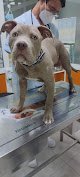 Negocio Clínica Veterinaria El Caudal