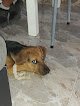 Negocio Clínica Veterinària Es Camp Rodó