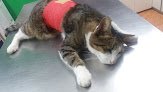 Negocio Clínica Veterinaria Galizano