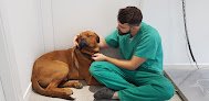 Negocio Clínica Veterinaria Golevet