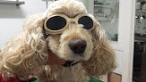 Negocio Clínica Veterinaria Gure Kide