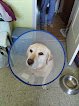 Negocio Clínica Veterinaria Haro