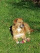 Negocio Clínica Veterinaria Irunvet