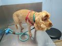 Negocio Clínica Veterinaria Jaira