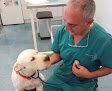 Negocio Clínica Veterinaria José Angosto