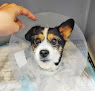 Negocio Clínica Veterinaria Kinditín (zamora)