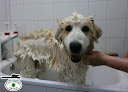 Negocio Clínica Veterinaria Lobo-scott | Urgencias 629251449
