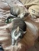 Negocio Clínica Veterinaria Maioris