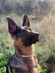 Negocio Clínica Veterinaria Málaga
