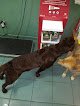 Negocio Clínica Veterinaria Mamen González Llerandi