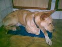 Negocio Clínica Veterinaria Martínez