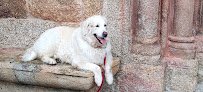 Negocio Clínica Veterinaria Mascotas