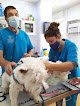 Negocio Clinica Veterinaria Mascotas