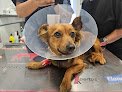 Negocio Clinica Veterinaria Moixica