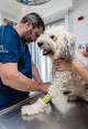 Negocio Clinica Veterinaria Nanclares De La Oca