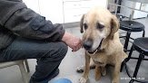 Negocio Clínica Veterinaria Navatejera
