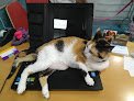 Clínica Veterinaria Ostende