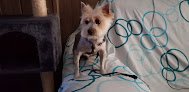 Clínica Veterinària Portixol
