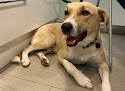 Negocio Clínica Veterinaria Ronda Sur