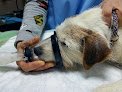 Negocio Clínica Veterinaria Ses Salines
