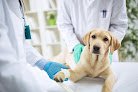 Clínica Veterinaria Son Oliva