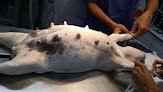 Negocio Clínica Veterinària Son Rapinya
