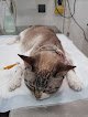 Clínica Veterinaria Tirso De Molina
